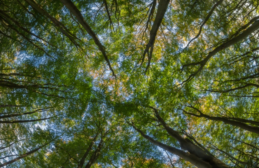 Trees