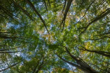 Trees